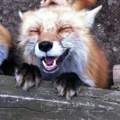My profile pic, that I use pretty much everywhere. It is a photo of a cheeky looking fox looking up at you, that is chuckling, as if just having told you about a prank at a farmer's expense, or he just told you a special secret...